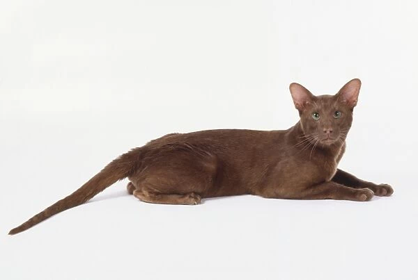 Foreign Cinnamon cat with vivid green eyes and long tapering tail, lying down, side view