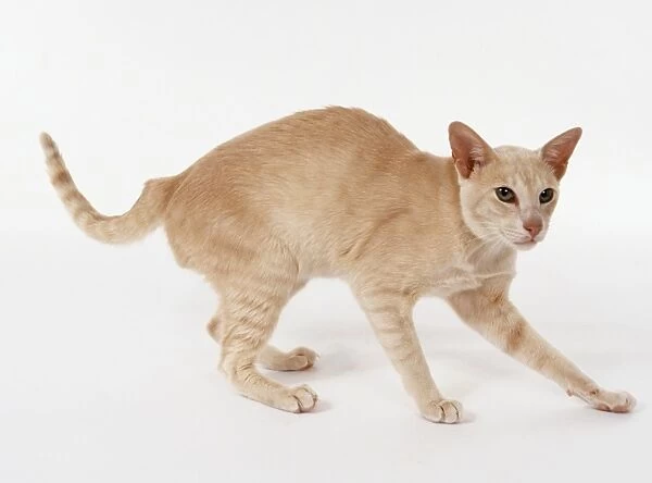 Foreign Cream Oriental shorthaired cat with angular, flat-topped head and lithe body, standing with arched back