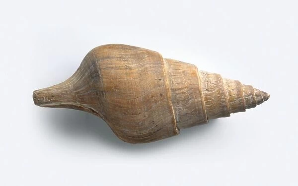 Fossilised Clavithes shell (a type of sea snail), Palaeocene-Pliocene period