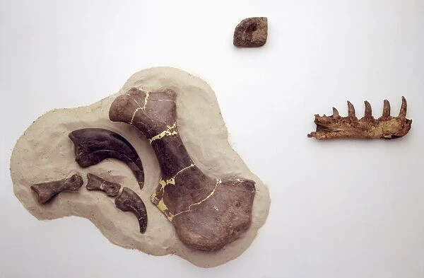 Fossilised Claw Bones from Baryonyx walkeri