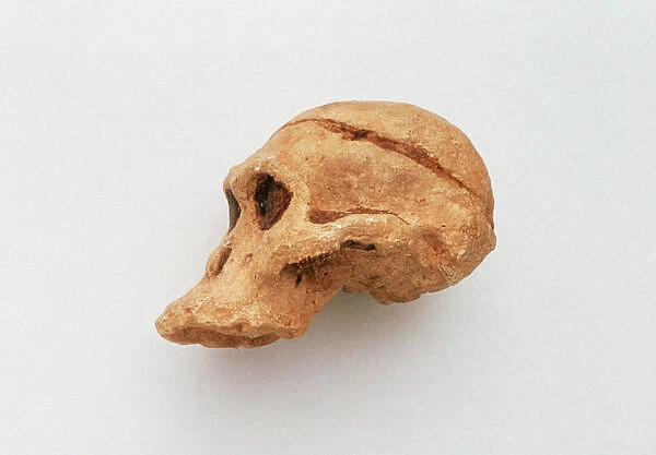 Fossilised skull of Homo erectus, side view