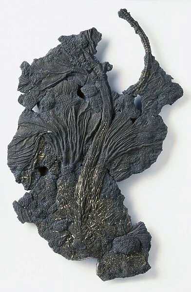 Fossilised specimen of four Pentacrinites fossilis Blumenbach, a sea lily that was believed to live on the open seas in colonies underneath floating logs