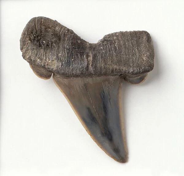 Fossilised upper anterolateral tooth of Striatolamia (Striatolamia Macrota)