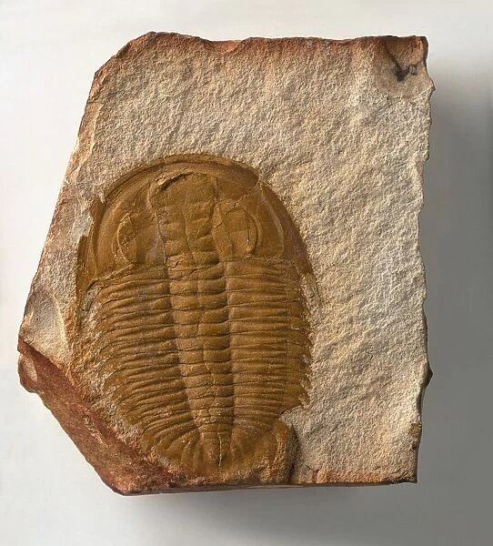 Fossilised Xystridura trilobite (Trilobita)