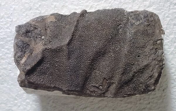 Fossilized impression of Corythosaurus Dinosaur Skin
