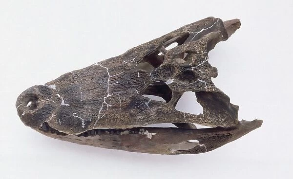 Fossilized skull of crocodile, Deinosuchus, from Cretaceous period
