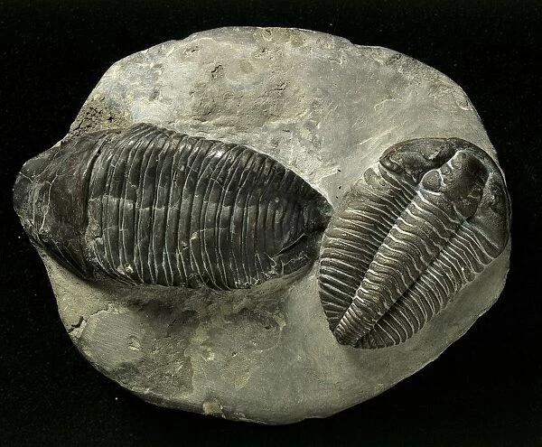 Fossils of Arthropods and Trilobites