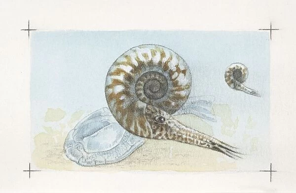 Fossils, Goniatites, illustration