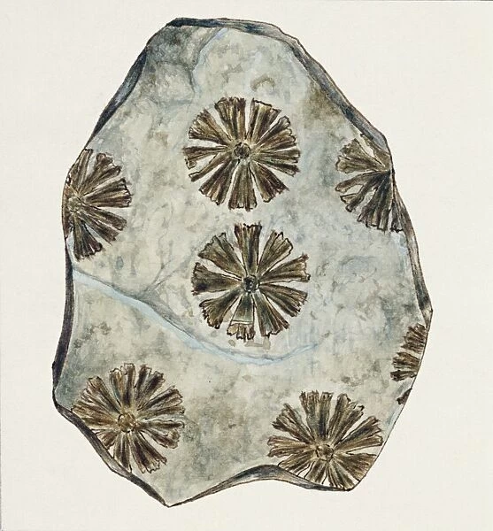 Fossils, Plants, Sphenophyllum Cuneifolium, illustration