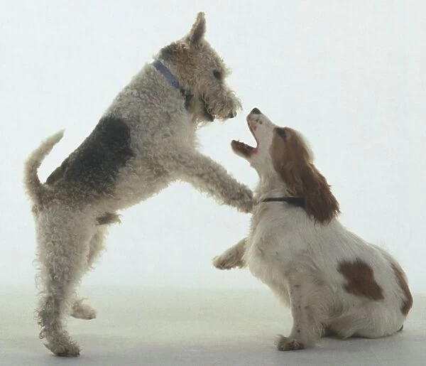 Fox terrier and Cocker Spaniel, play fighting