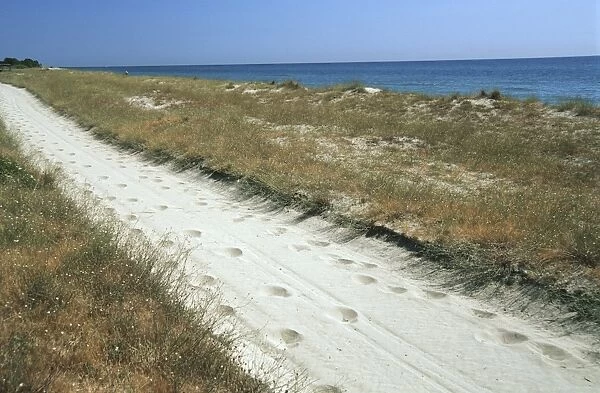 France, Corsica, Alistro, beach path at east coast