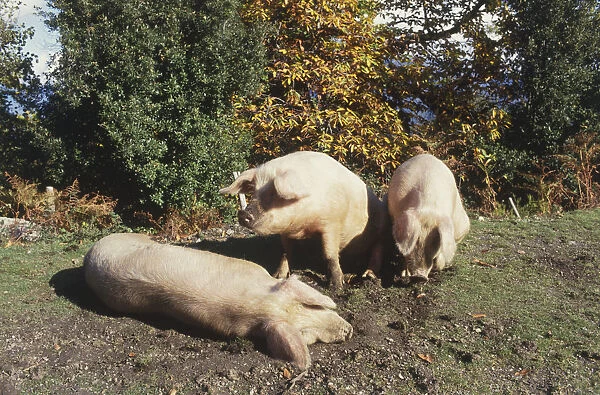 France, Corsica, three pigs, one lying down on the ground