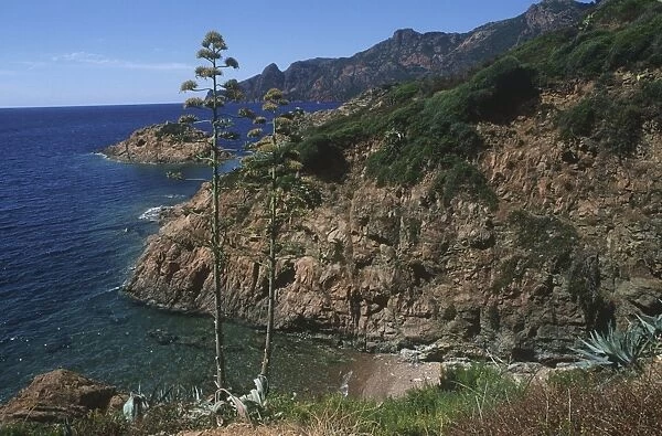 France, Corsica, rocky coast at Gulf of Girolata