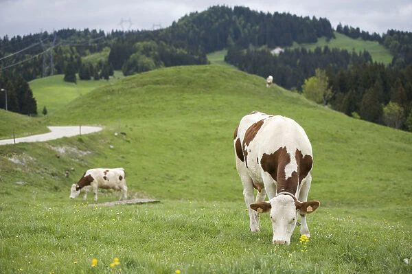 France, Jura, Les Moussieres, Simmental dairy cows grazing in field in lush countryside