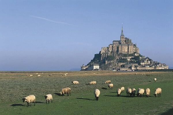 France, Normandy, Mont Saint-Michel, rams grazing on pasture