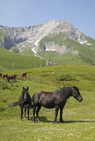 France, Pyrenees, Col de Soulour, horses in field