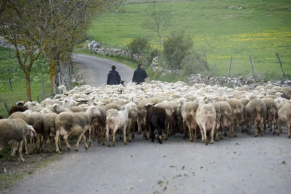 France, shepherds with flock of sheep on country road in Aven Armand