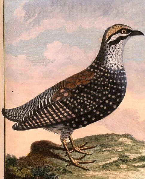 Francolin of the Isle of France