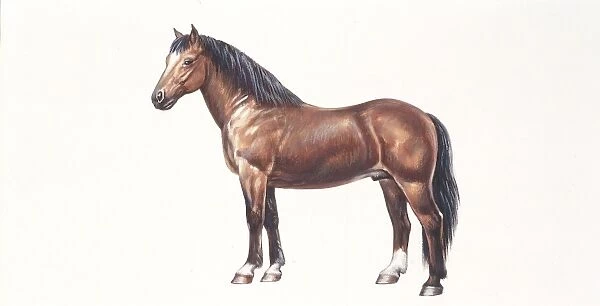 Freiberger or Franches Montagnes horse (equus caballus), illustration