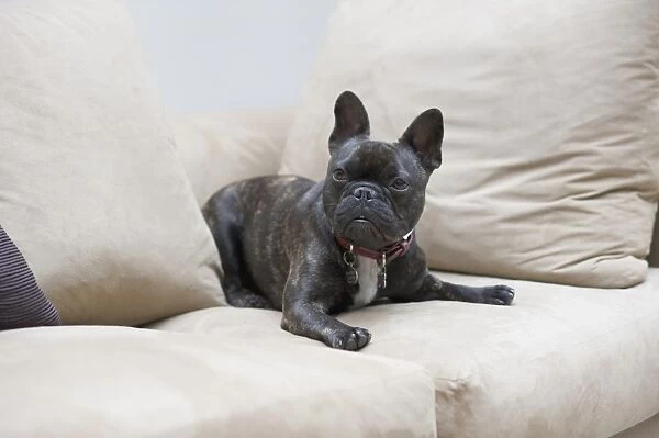 French Bulldog lying on sofa