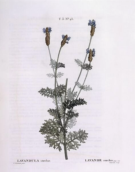 French Lavender (Lavandula stoechas), Henry Louis Duhamel du Monceau, botanical plate by Pierre Joseph Redoute