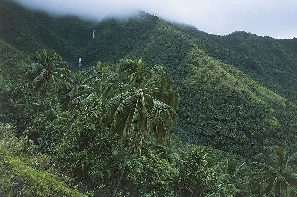 French Polynesia, Marquesas Islands, tropical vegetation on Nuku hiva Island