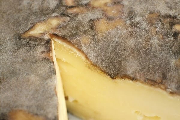 French Saint-Nectaire cows milk cheese, close-up