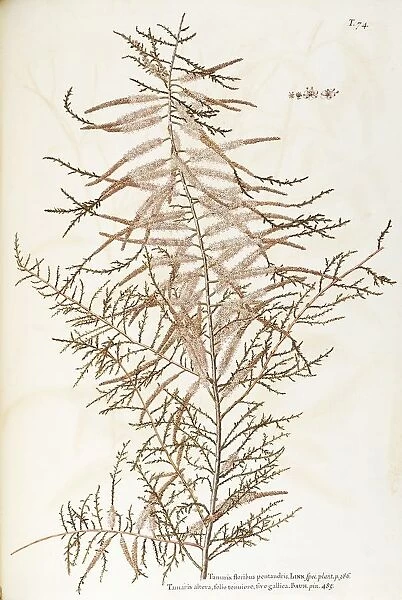 French Tamarisk (Tamarix gallica), Tamaricaceae, deciduous small tree or shrub for hedges, spontaneous in Italy, watercolor, 1770-1781