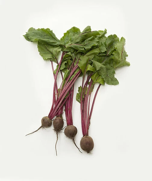 Fresh beetroot on purple stems with green leaves