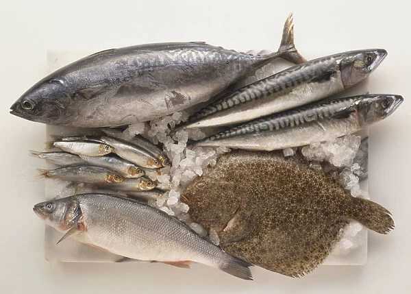 Fresh Fish popular in Turkey, Palamut, Bonito, Hamsi, Anchovies, Levrek, Sea bass, Uskumru, Mackerel, and Kalkan, Turbot, arranged on a chopping board