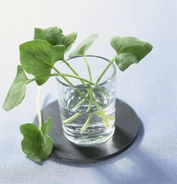 Fresh sprigs of French sorrel in glass of water