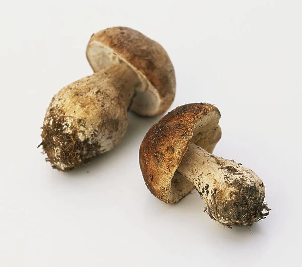 Two freshly-picked mushrooms with mud at the bottom of their stalks, close up