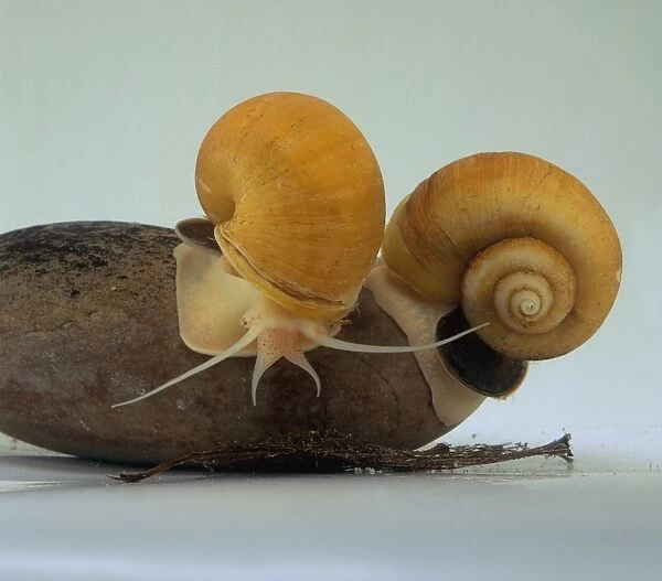 Two freshwater Apple Snails (Pomacea) on rock in fish tank