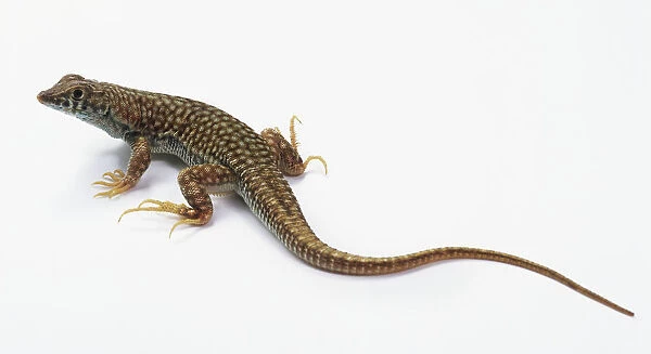 Fringe-Toed Lizard, Uma notata, with head raised