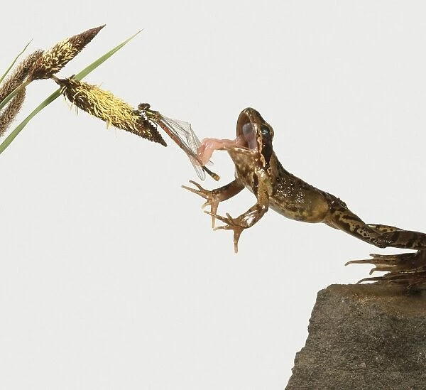 Frog jumping from rock to catch dragonfly with tongue