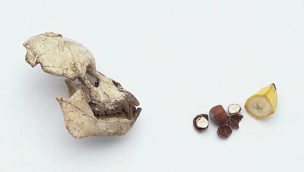 Fruit and nuts and fossilized skull of Proconsul