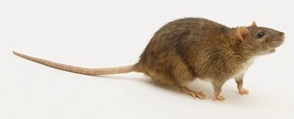A furry brown rat with a long slender tail