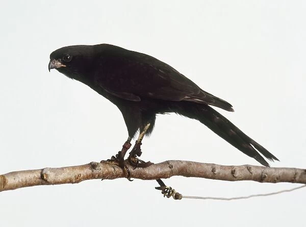 Gabar goskawk (Melierax gabar) perching on a branch, side view