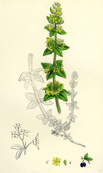 Galium cruciatum, Mugwort