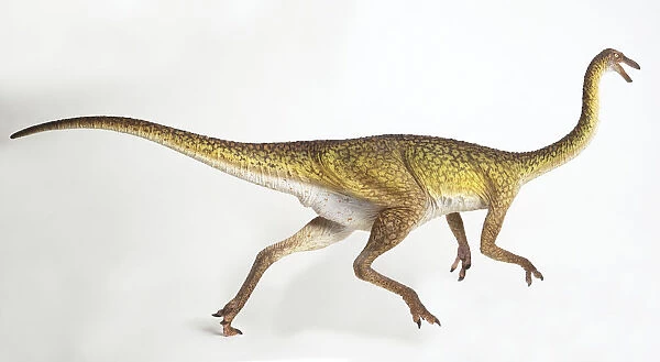 Gallimimus, side view