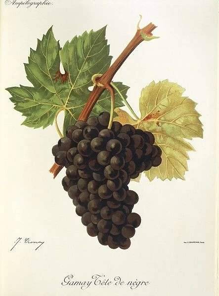 Gamay Tete de Negre grape, illustration by J. Troncy
