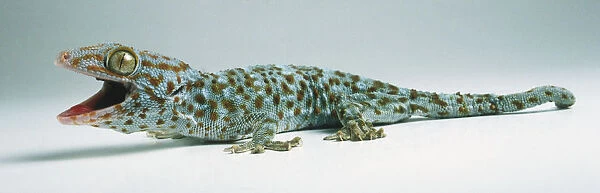Gaping Tokay Gecko (Gekko gecko), side view