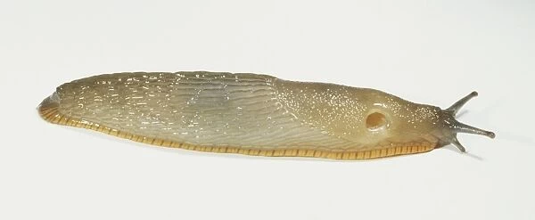 Garden slug, Arion distinctus, close up