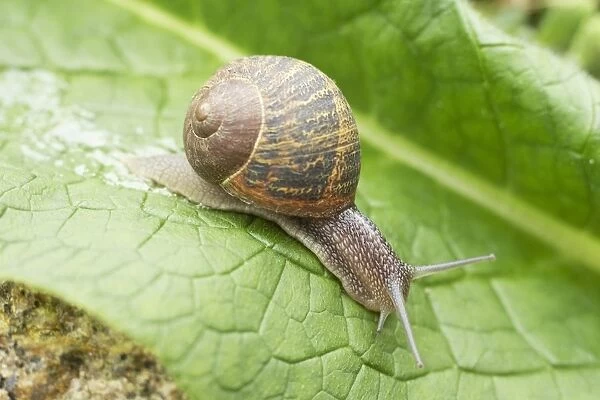 Garden snail (Helix aspersa) on leaf