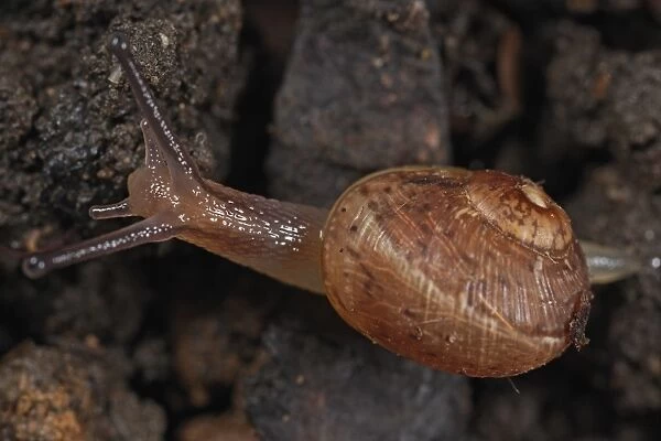 Garden Snail (Helix aspersa) showing three of four tentacles on head, close-up