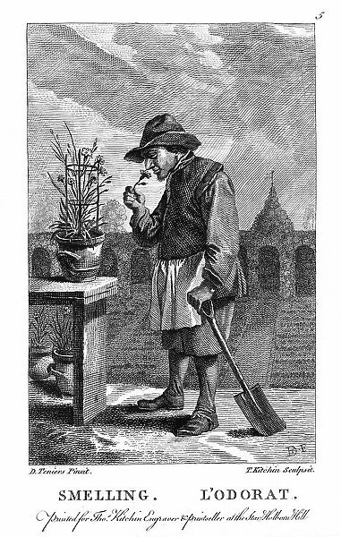 Gardener smelling a carnation or pink (Dianthus). Engraving after one of set of The