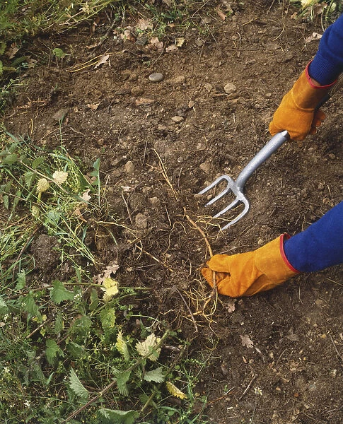 Gardener wearing gloves and using a fork to remove weeds from soil, high angle view