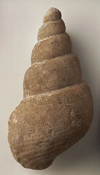 Gastropods - Bourgetia: The fossilised shell of a sea snail, the Bourgetia saemanni (Oppel), a marine creature that lived in coral and sponge reefs in warm and shallow seas