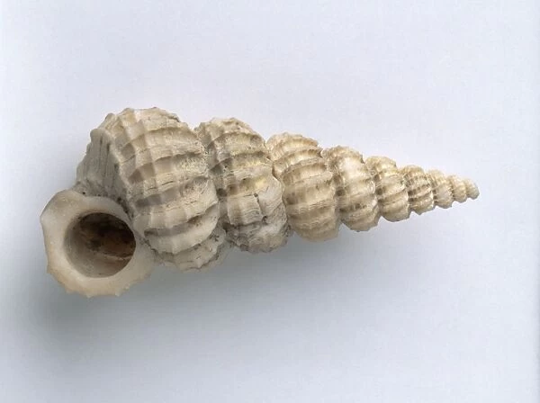Gastropods - Cirsotrema: Cirsotrema lamellosum (Wentletrap shell), Pliocene era