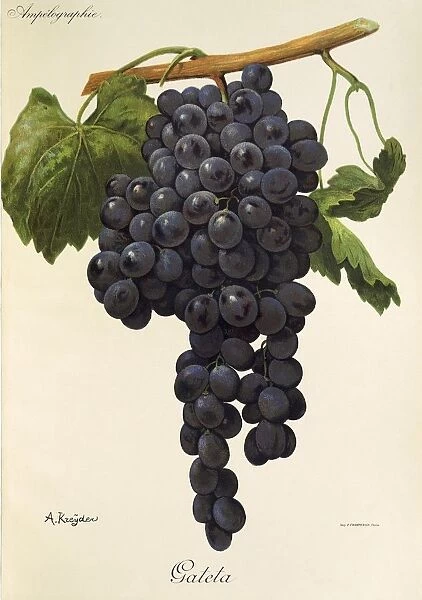 Gateta grape, illustration by A. Kreyder